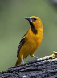 Altamira Oriole