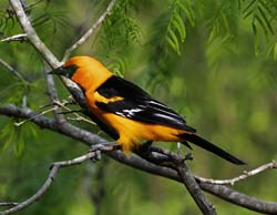 Altamira Oriole