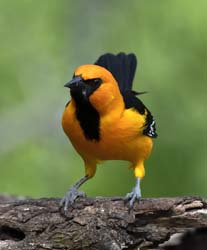 Altamira Oriole