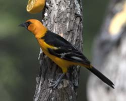 Altamira Oriole