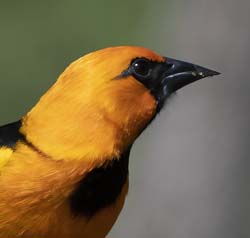 Altamira Oriole