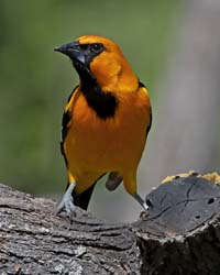 Altamira Oriole