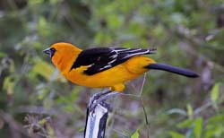 Altamira Oriole
