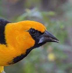 Altamira Oriole