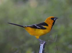 Altamira Oriole