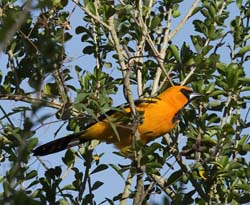Altamira Oriole