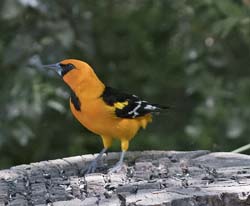 Altamira Oriole