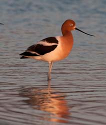 American Avocet Photo Picture