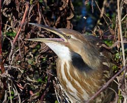 American Bittern Photo