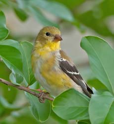 American Goldfinch Photo Picture