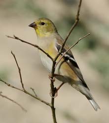 American Goldfinch Photo Picture