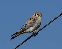 American Kestrel Photo Picture