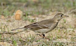 American Pipit Photo Picture