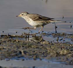 American Pipit Photo Picture