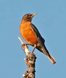 American Robin Photo Picture