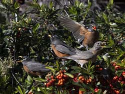 American Robin Photo