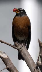 American Robin Photo