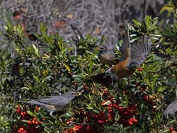 American Robin Photo