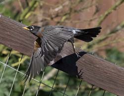 American Robin Photo