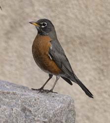 American Robin Photo