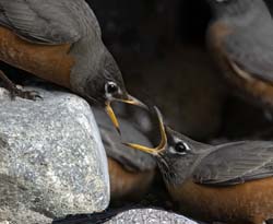 American Robin Photo