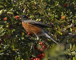 American Robin Photo
