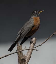 American Robin Photo