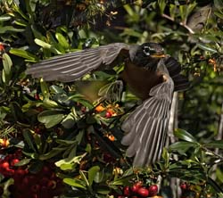 American Robin Photo