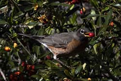 American Robin Photo