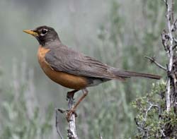 American Robin Photo