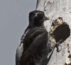American Three-toed Woodpecker Photo