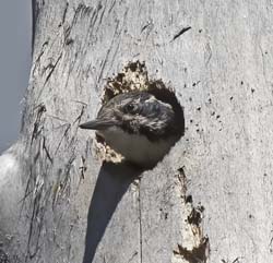 American Three-toed Woodpecker Photo