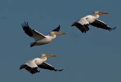 American White Pelican Photo Picture
