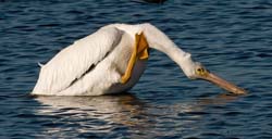 American White Pelican Photo Picture