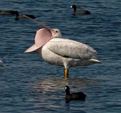 American White Pelican Photo Picture