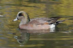 American Widgeon Photo Picture