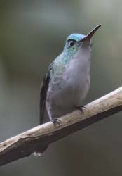 Andean Emerald