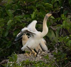 Anhinga Photo