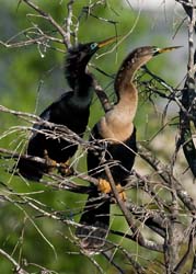 Anhinga Photo