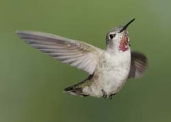 Anna's Hummingbird Photo