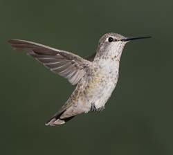 Anna's Hummingbird Photo