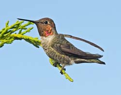 Anna's Hummingbrd Photo