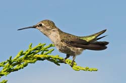 Anna's Hummingbrd Photo