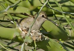 Anna's Hummingbird Photo