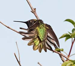 Anna's Hummingbird Photo