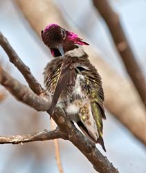 Anna's Hummingbird Photo