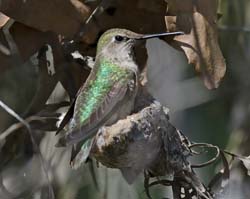 Anna's Hummingbrd Photo
