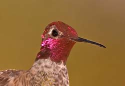 Anna Hummingbird Photo