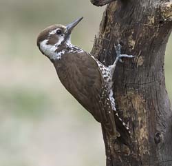 Arizona Woodpecker Photo