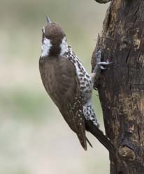 Arizona Woodpecker Photo